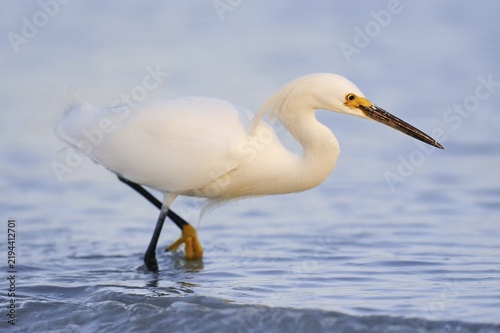 Snowy egret (Egretta thula), Florida, USA
