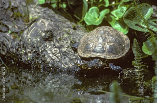 Emys Orbicularis, European Pond Terrapin, European Pond Tortoise, European Pond Turtle, European Pond Turtle, Critters, FFH, Reptilia, Reptilia, Reptiles, Turtles, Mirror Image, Swamp Turtle, Tortoise, Turtles