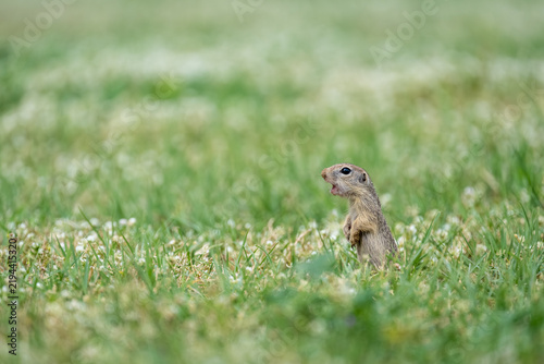 Souslik, European Ground squirrel, Spermophilus citellus, Bulgaria