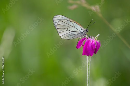 Black-veined White butterfly, Aporia crataegi, perched on Rose Campion flower, Bulgaria