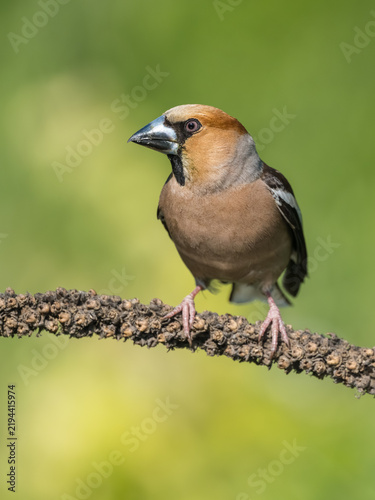 Obraz na płótnie Hawfinch, Coccothraustes coccothraustes, Bulgaria