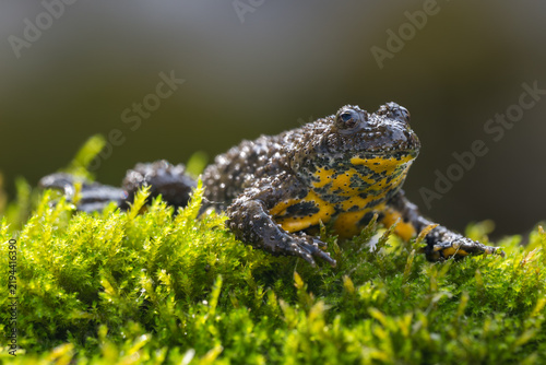 Yellow bellied Toad, Bombina variegata, Bulgaria