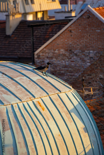 Konstfotografi Crow Over Belgrade at Sunset Watching the City from a Rooftop