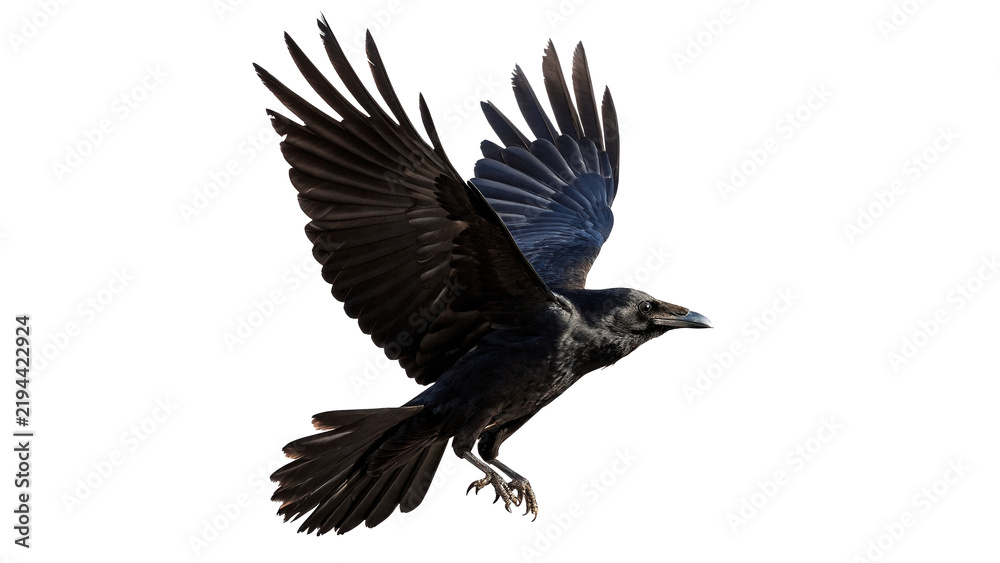 Obraz premium Wild black raven crow bird landing wings isolated on transparent background.