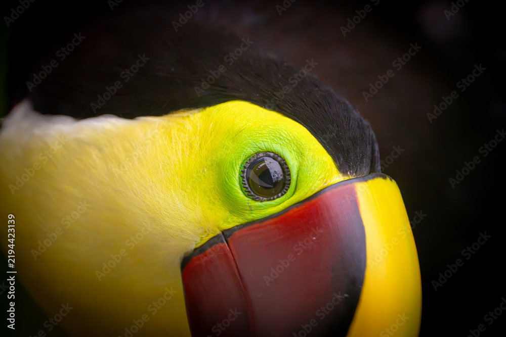 Fototapeta premium Tucán de pecho amarillo 