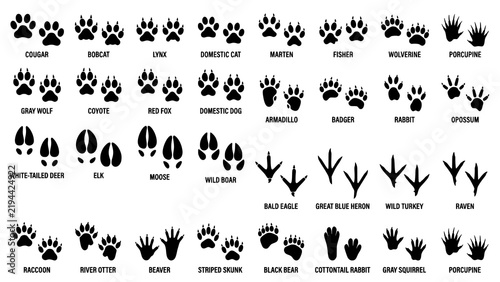 Educational chart showing various north american animal tracks and wildlife footprints silhouettes
