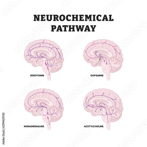 Neurochemical pathways labeled diagram, educational medical poster design healthcare scheme, serotonin dopamine noradrenaline and acetylcholine pathways in the human brain. Neurotransmitter pathways