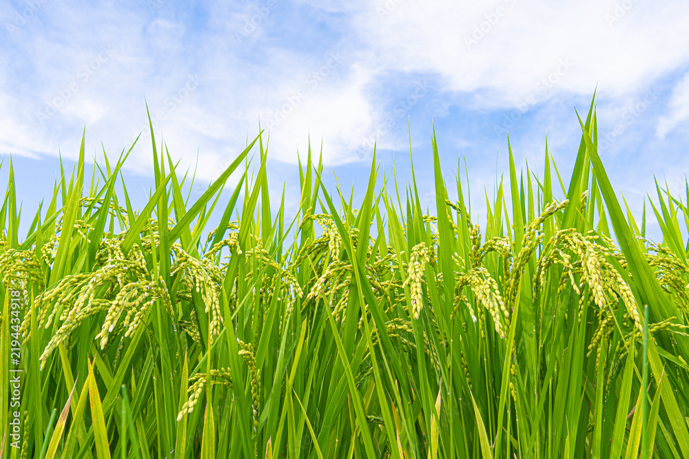 Obraz premium Ripening Rice Plants Under a Bright Blue Summer Sky