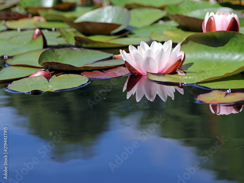 Foto Macro image of a pink tinged White Waterlily bloom and lily pads, Derbyshire Eng