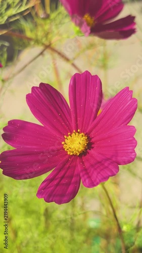 Pink cosmos flower blooming in a garden setting during daylight hours