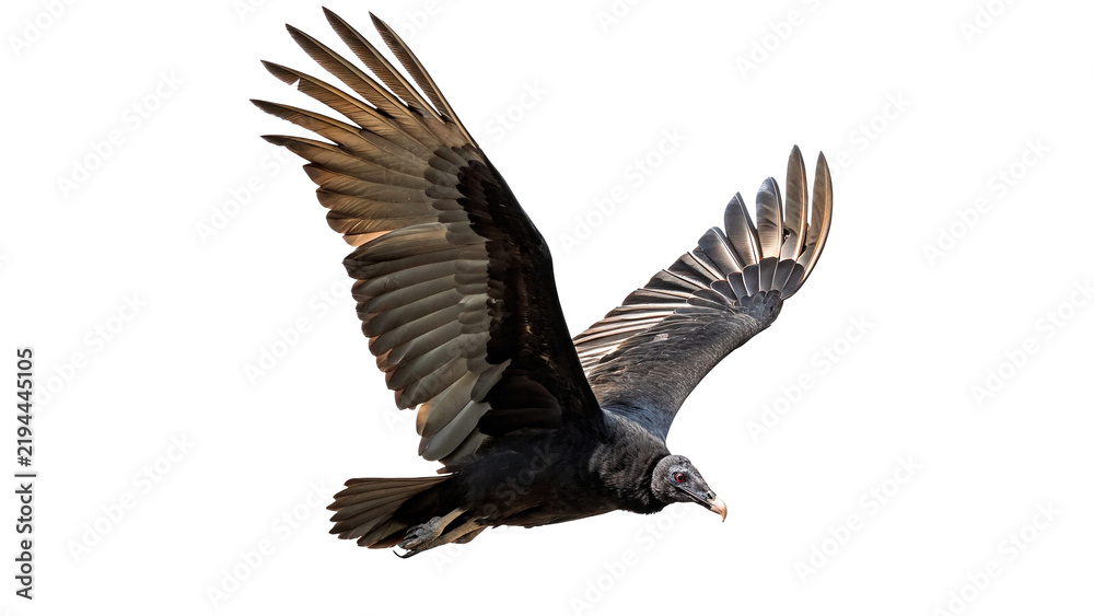 Obraz premium Majestic wild bald eagle bird flying wings open isolated on transparent background.