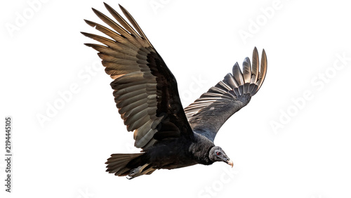 Bild auf Leinwand Majestic wild bald eagle bird flying wings open isolated on transparent background