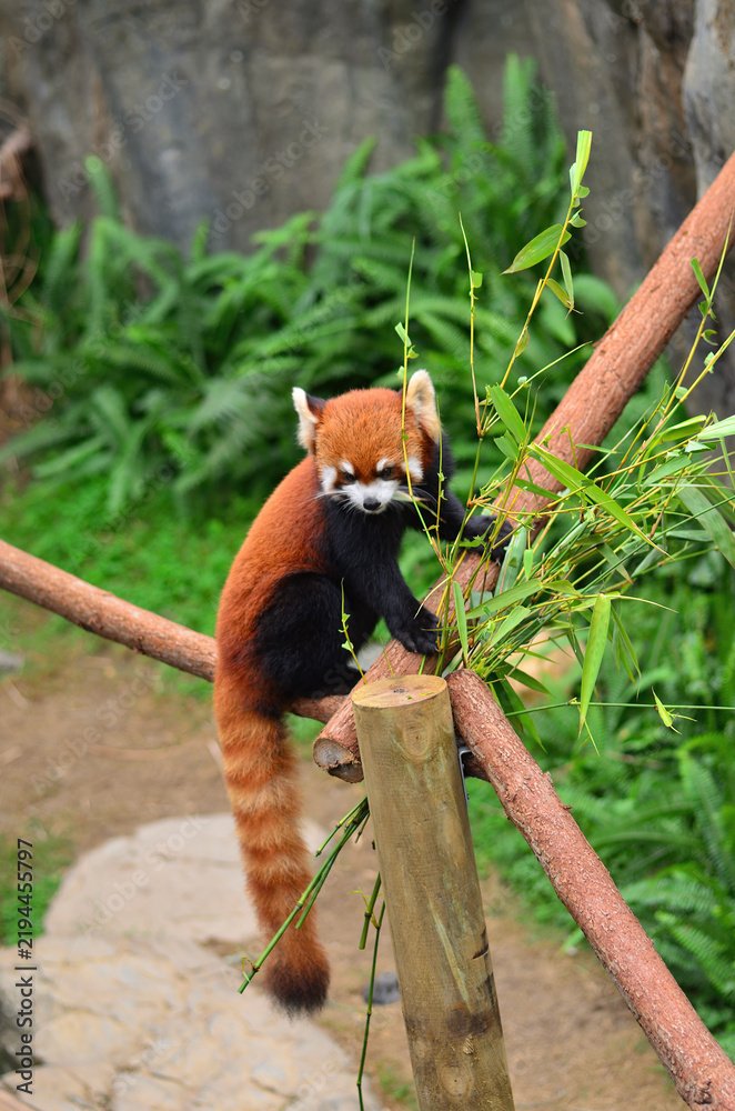 Fototapeta premium Red panda in the Hong Kong zoo