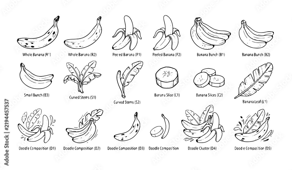Obraz premium Botanical Banana Doodle Engraving Vector Element Pack