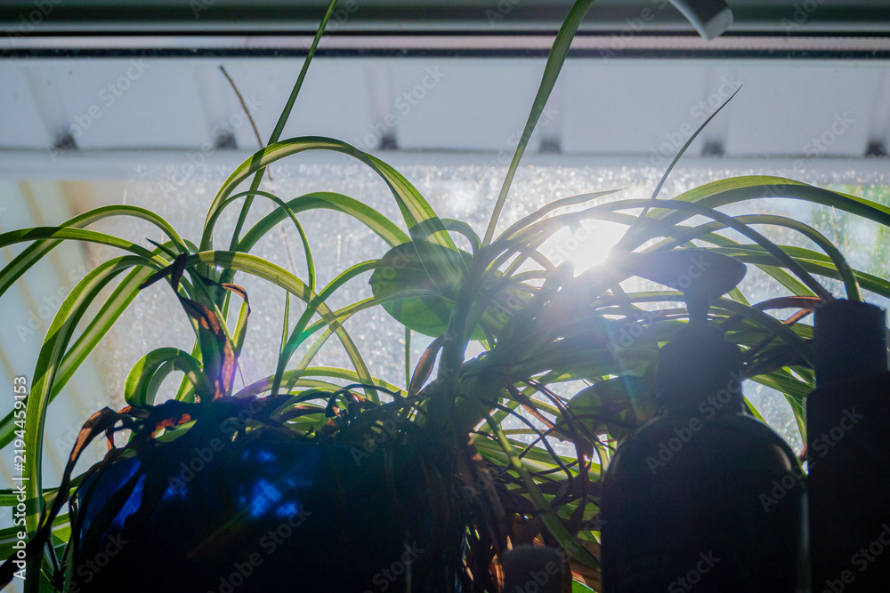 Obraz premium Sunlight filtering through vibrant green leaves in a cozy indoor space