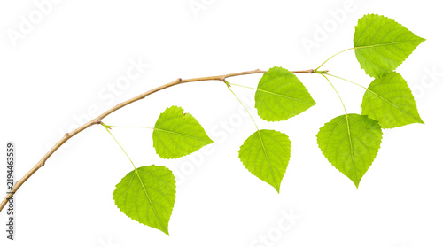 Fotografie Fresh Green Poplar Tree Branch with Leaves Isolated on Transparent Background, S