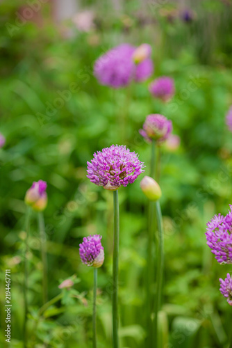 Purple flowers bloom in a vibrant garden filled with lush greenery during the springtime