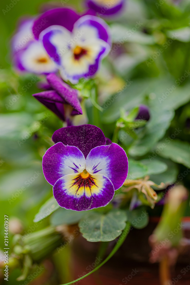 Obraz premium Vibrant pansy blooms capture the essence of spring in a sunny garden
