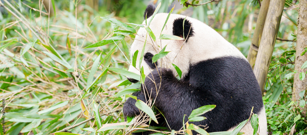 Obraz premium Cute Giant Panda, Ailuropoda melanoleuca or panda bear in forest at Chengdu Panda Breeding Research Center Dujiangyan. landmark and popular for tourists attractions in Chengdu, China.
