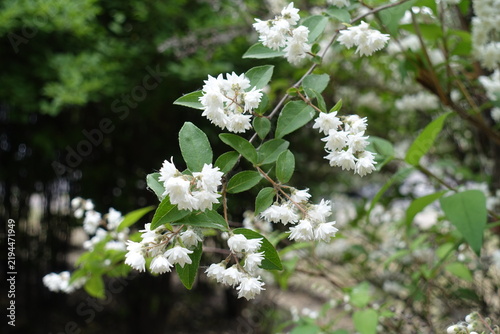 Картината върху платно White flowers of double Deutzia crenata in June