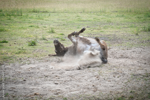 Fotografie Donkey Rolling Happily in the Dust on the Green Pasture.