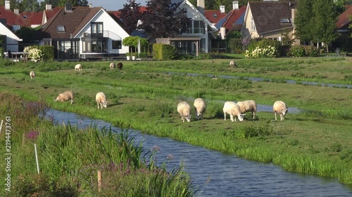 Dutch countryside scenery with grazing sheep. The serene landscape features lush greenery and charming houses. A peaceful environment for relaxation and nature lovers.