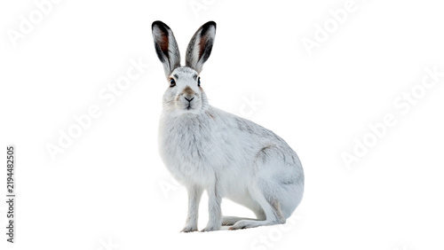 Photography White mountain hare rabbit sitting isolated on dark background