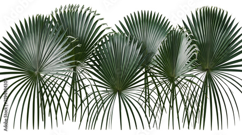 Isolated tropical green fan palm leaves, natural exotic plant fronds with elegant spread pattern.