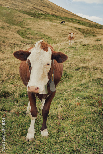 Fotografie Close-up of a brown and white cow with bell looking at the camera on a hillside