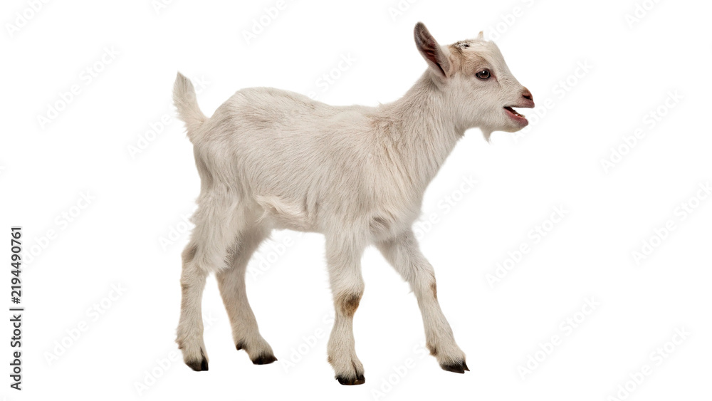 Fototapeta premium Cute small white domestic goat kid standing profile isolated on transparent background.