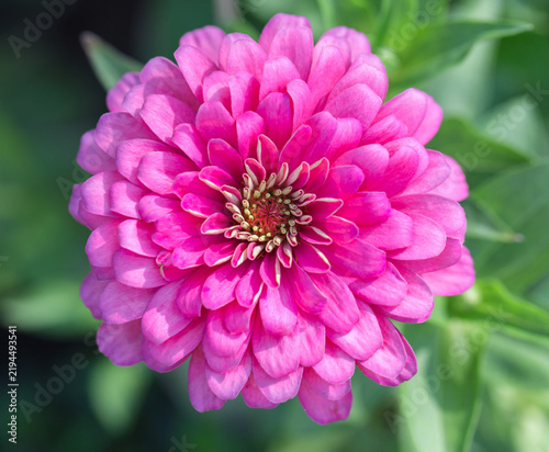 close-up of pink zinnia flower. Image has shallow depth of field.