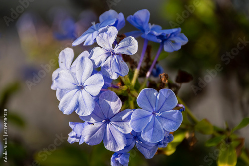 Obraz na plátně Close-up of bright blue cape leadwort flowers blooming in a garden