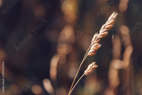Close-up of dry grass stalks in natural meadow during autumn season
