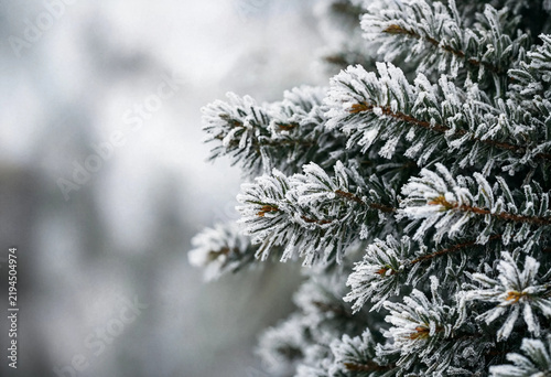 Frosted pine branches with delicate ice crystals in winter forest setting