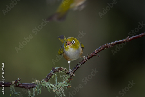 Fotografie Close up of a silvereye or wax-eye (Zosterops lateralis), also known by its Māori name tauhou, which is a very small omnivorous passerine bird of the south-west Pacific