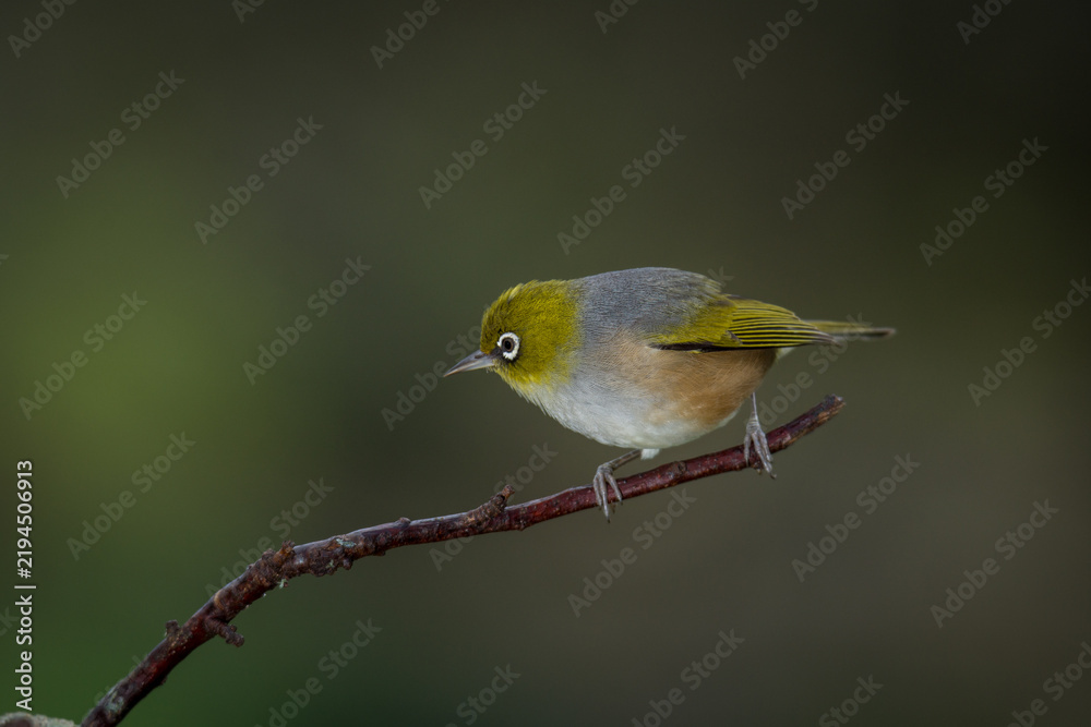 Fototapeta premium Close up of a silvereye or wax-eye (Zosterops lateralis), also known by its Māori name tauhou, which is a very small omnivorous passerine bird of the south-west Pacific. Recognized by its distinctive 