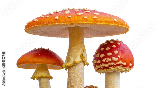 Bild auf Leinwand Group of red and orange Amanita muscaria mushrooms with white spots, isolated on