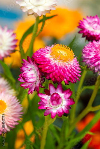Helichrysum ( Straw flower) blooming outdoors. (Helichrysum bracteatum)