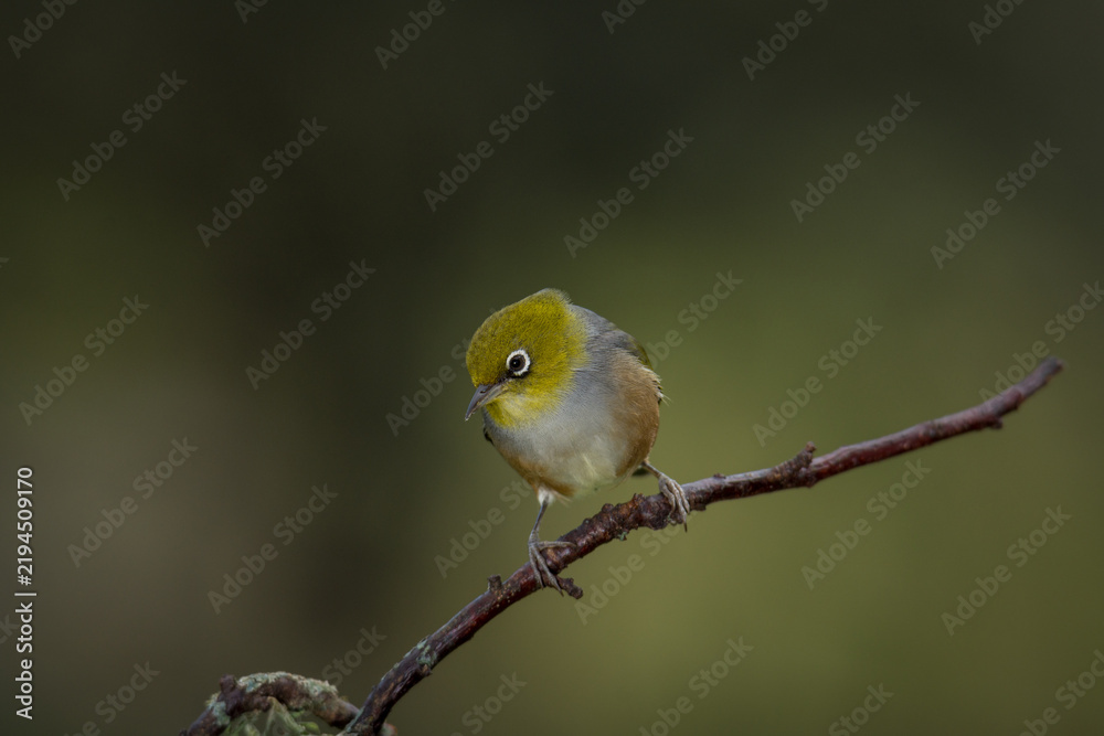 Obraz premium Close up of a silvereye or wax-eye (Zosterops lateralis), also known by its Māori name tauhou, which is a very small omnivorous passerine bird of the south-west Pacific. Recognized by its distinctive 