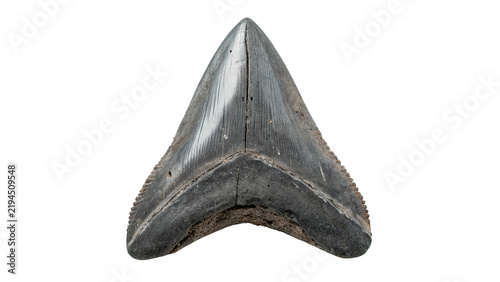 Foto Fossilized megalodon shark tooth specimen on dark background