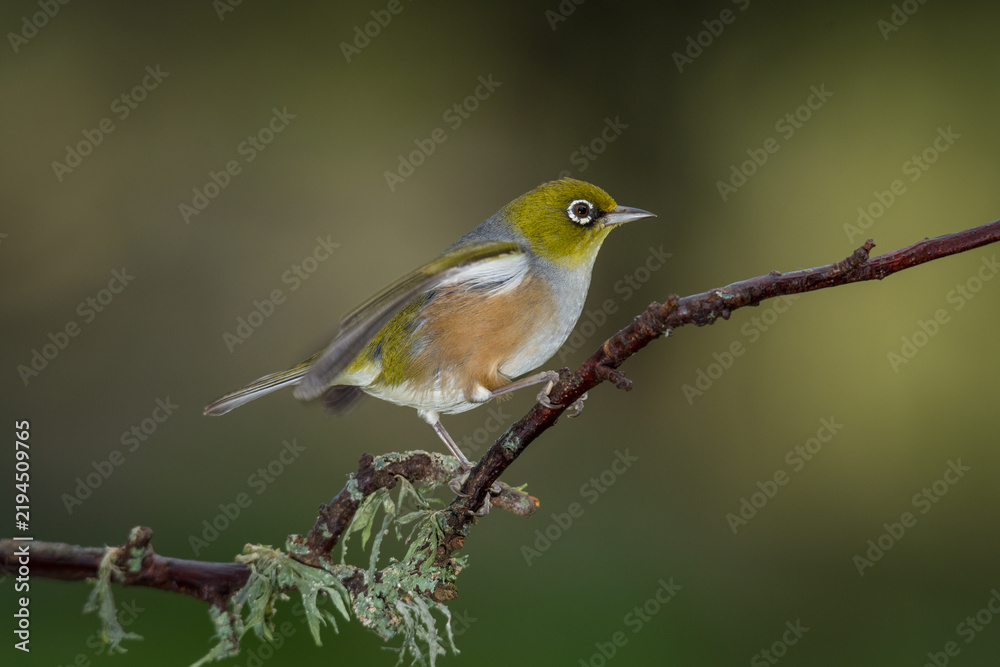 Obraz premium Close up of a silvereye or wax-eye (Zosterops lateralis), also known by its Māori name tauhou, which is a very small omnivorous passerine bird of the south-west Pacific. Recognized by its distinctive 
