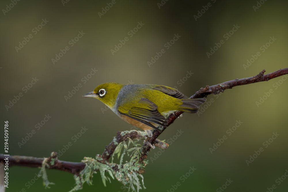 Fototapeta premium Close up of a silvereye or wax-eye (Zosterops lateralis), also known by its Māori name tauhou, which is a very small omnivorous passerine bird of the south-west Pacific. Recognized by its distinctive 