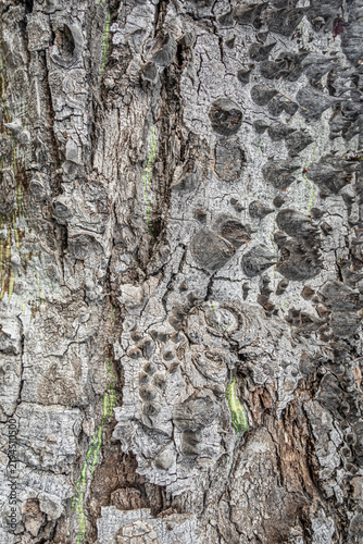 Close-up of rough baobab tree bark covered with sharp conical thorns and deep cracks.