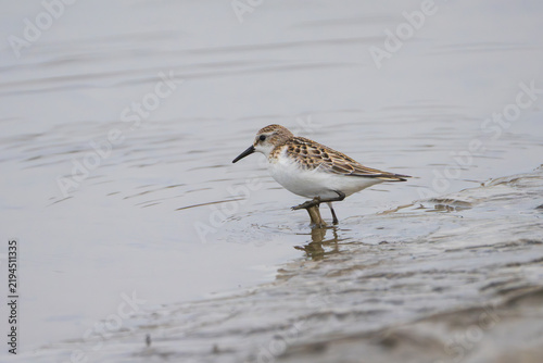 Obraz na plátne Little Stint (Calidris minuta) standing along a river shore, captured in a clear close-up wildlife photograph