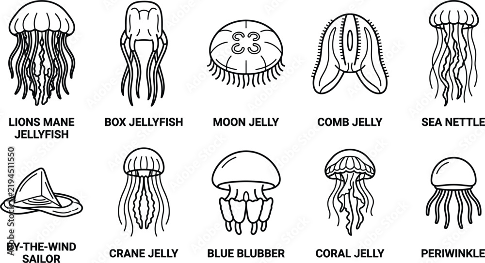 Obraz premium Jellyfish species diversity line icons featuring mane box moon comb nettle sailor crane blubber coral periwinkle marine organism