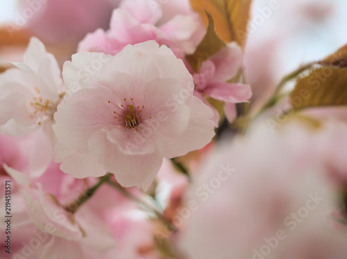 Naklejka 晴れた4月に美しく咲いた白いサトザクラの花「御室有明（オムロアリアケ）」