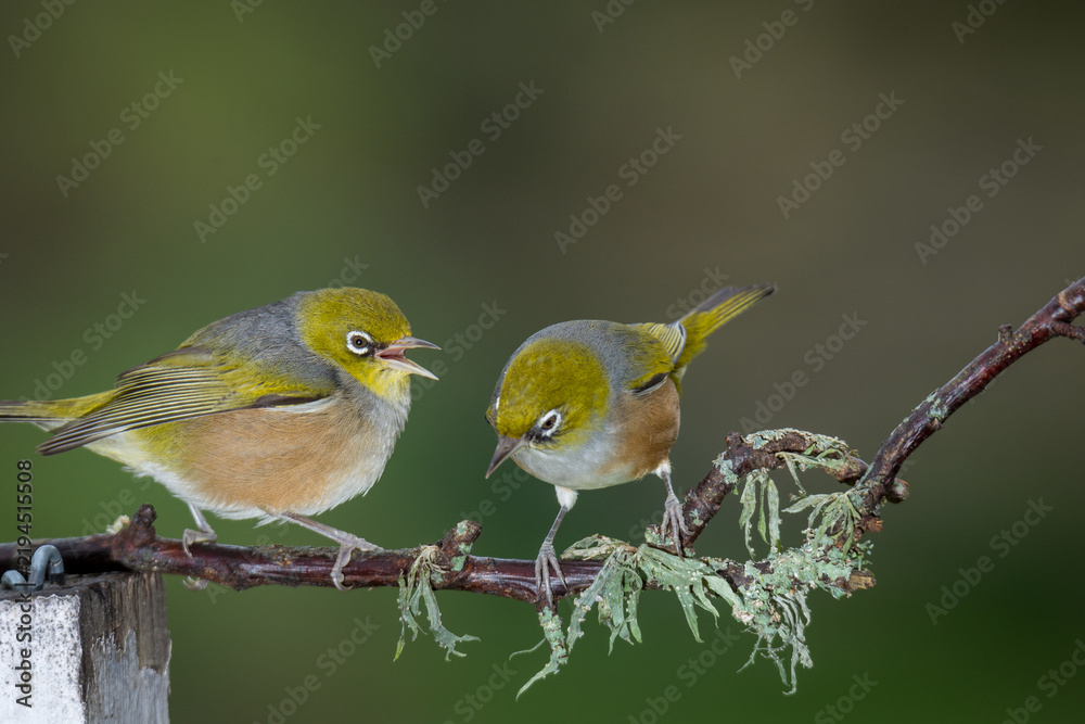 Fototapeta premium Close up of a silvereye or wax-eye (Zosterops lateralis), also known by its Māori name tauhou, which is a very small omnivorous passerine bird of the south-west Pacific. Recognized by its distinctive 