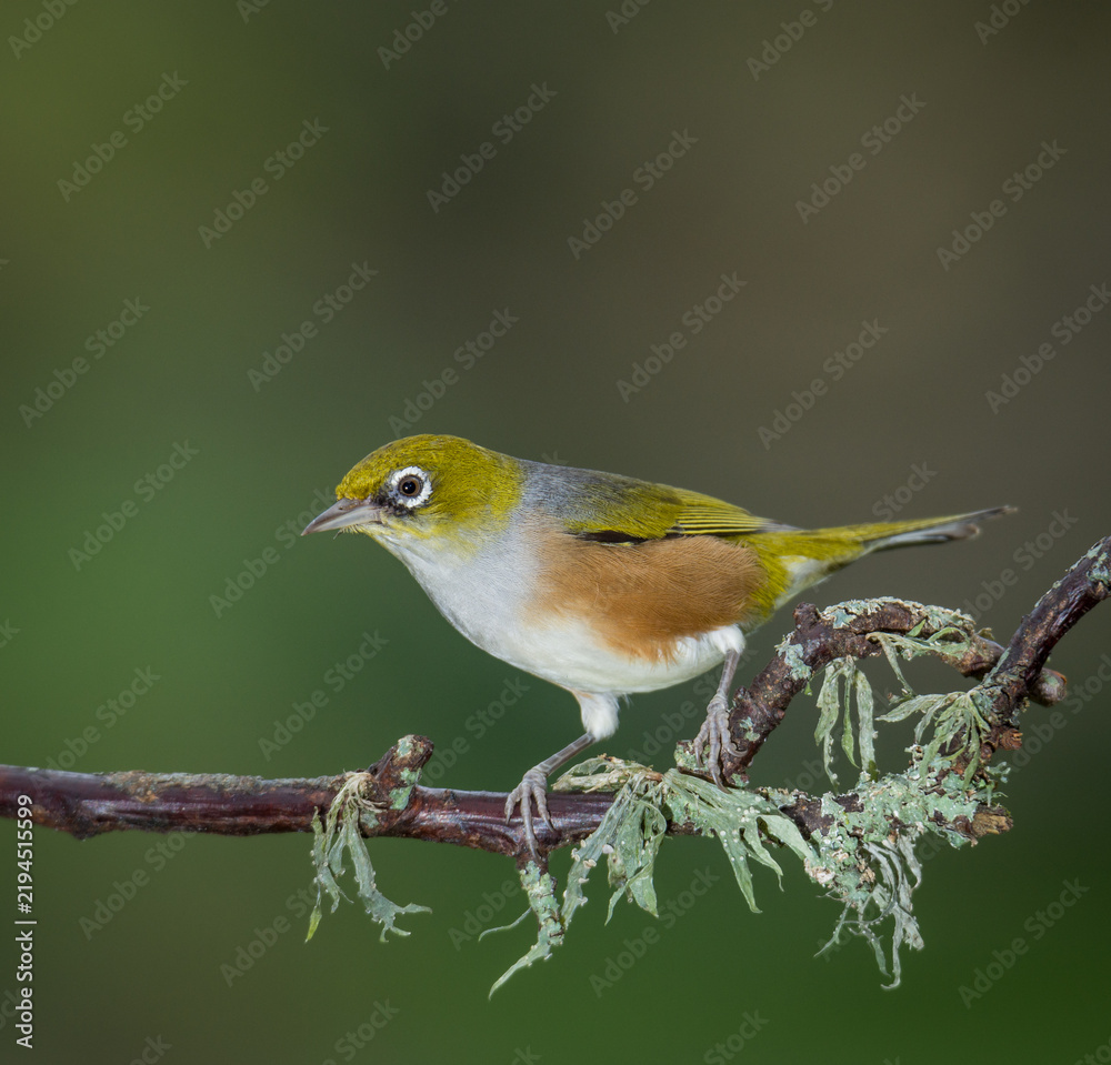 Fototapeta premium Close up of a silvereye or wax-eye (Zosterops lateralis), also known by its Māori name tauhou, which is a very small omnivorous passerine bird of the south-west Pacific. Recognized by its distinctive 