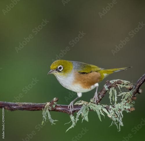 Fotografie Close up of a silvereye or wax-eye (Zosterops lateralis), also known by its Māori name tauhou, which is a very small omnivorous passerine bird of the south-west Pacific