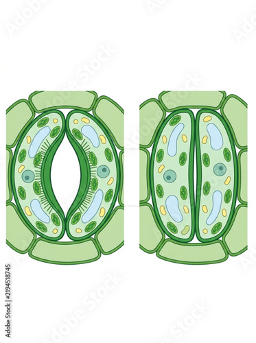 Plant Stomata Open and Closed Mechanism Vector Diagram Illustration